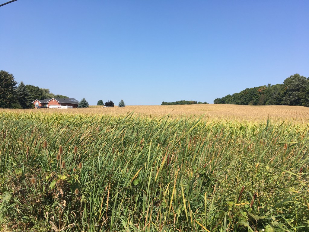 Farm landscape in Wilmot Township